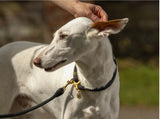 Classic Clip Rope Dog Lead