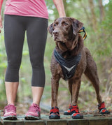 Blaze Cross Dog Shoes