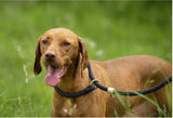 14mm Slip Dog Lead