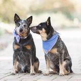 Periwinkle Dog Bandana