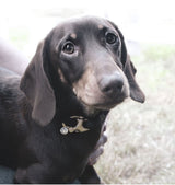 Petite Rope Dog Collar - Seychelles