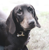 Petite Dog Collar - African Safari