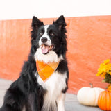 Pumpkin Spice Flannel Dog Bandana